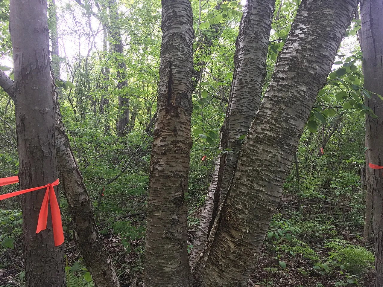 Murray's Birch — photo by harrier