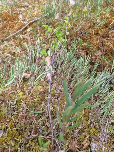 Dwarf Birch