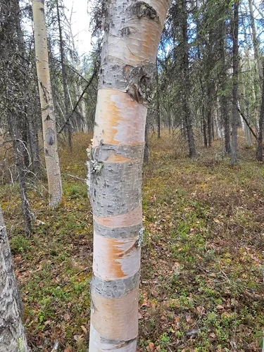 Resin Birch — photo by Jane