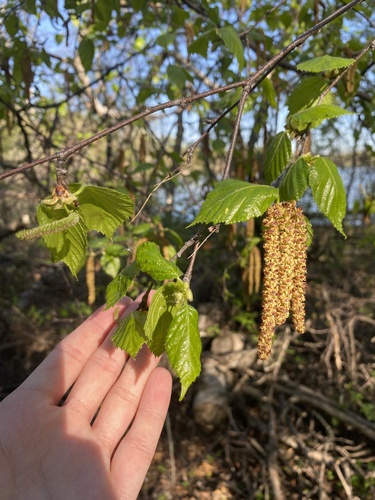 River Birch