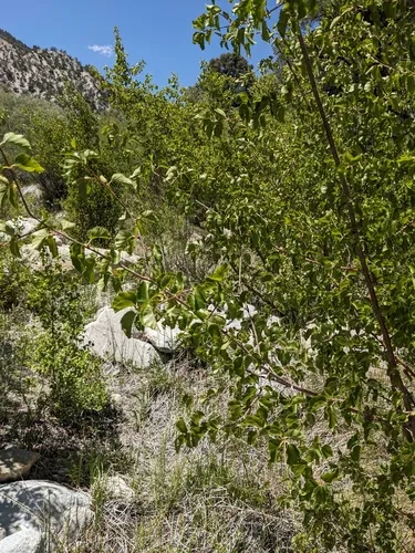 Water Birch