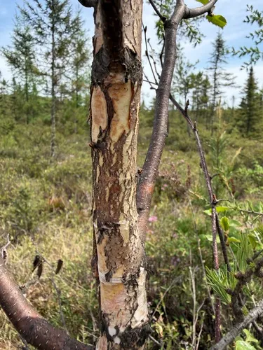 Paper Birch