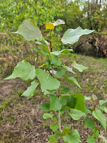 European White Birch — photo by valentinagubareva