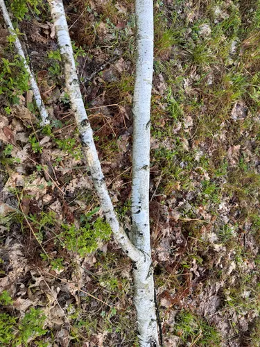 Gray Birch