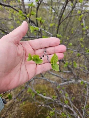 Downy Birch — photo by Carla Hall