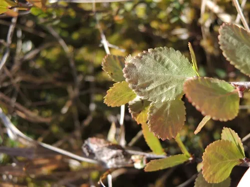 Bog Birch — photo by Andrew Sabai