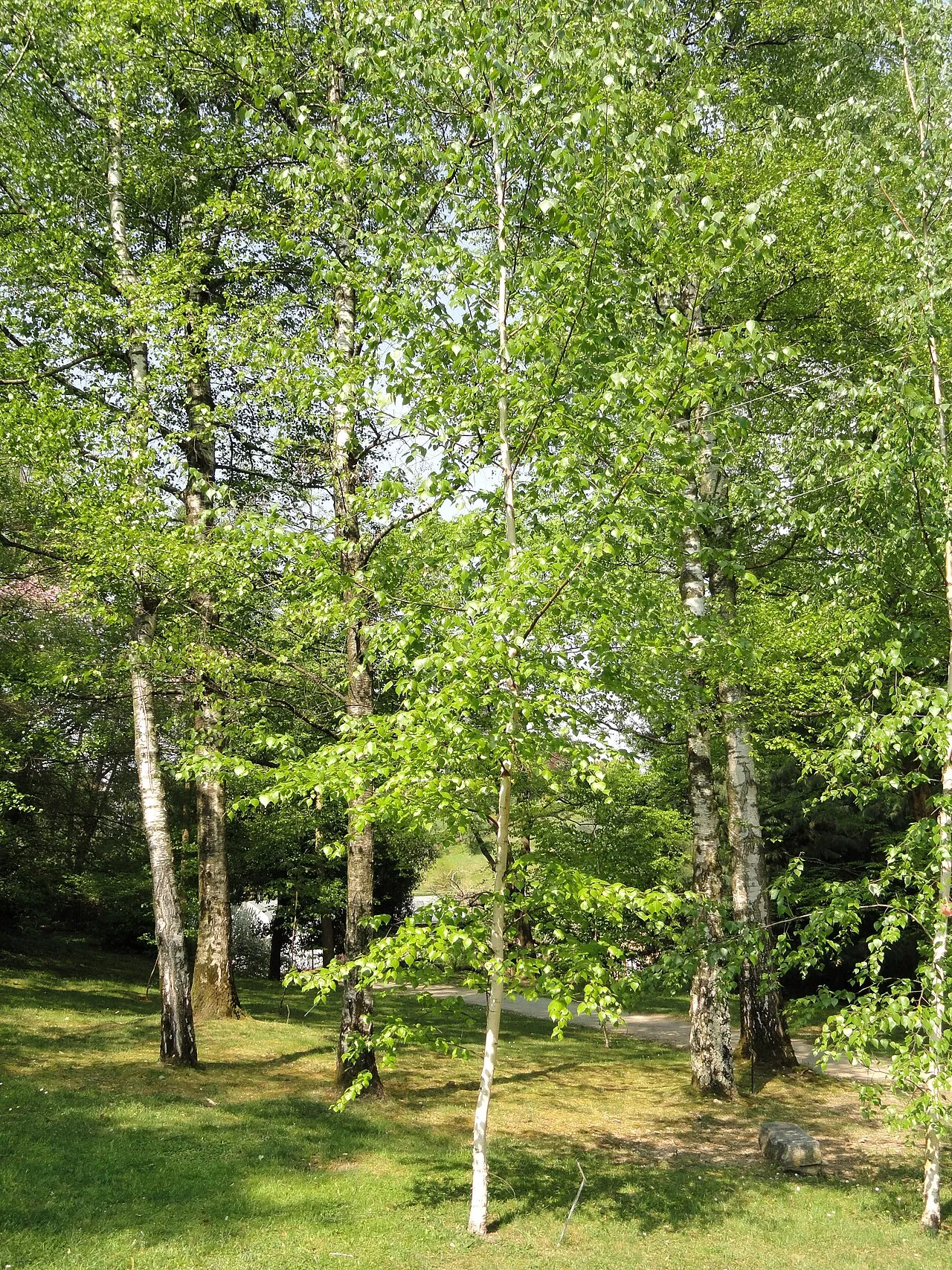 Szechuan White Birch — photo by Daderot