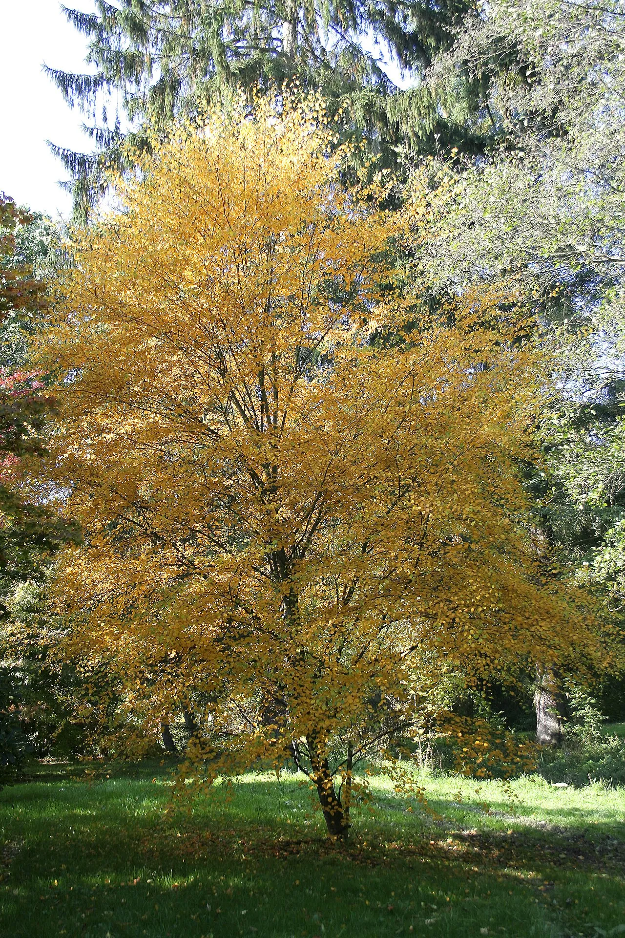 Virginia Roundleaf Birch — photo by Jean-Pol GRANDMONT