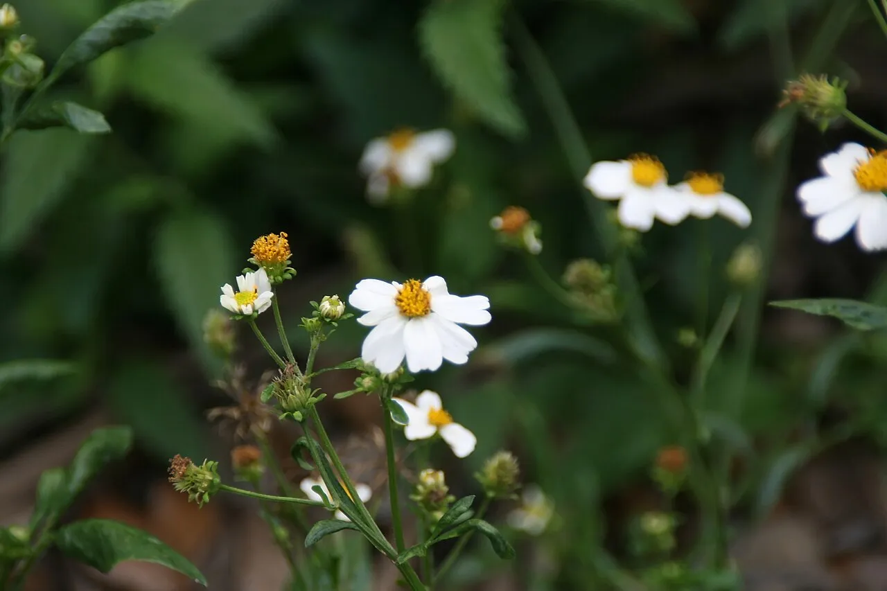 Romerillo (var. radiata)