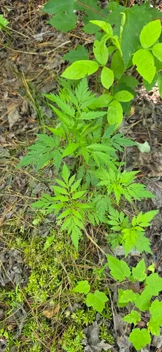 Bearded Beggarticks