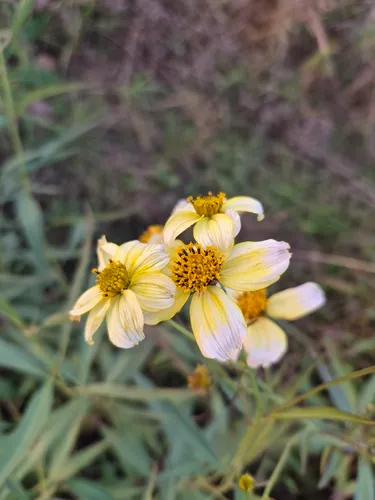 Arizona Beggarticks