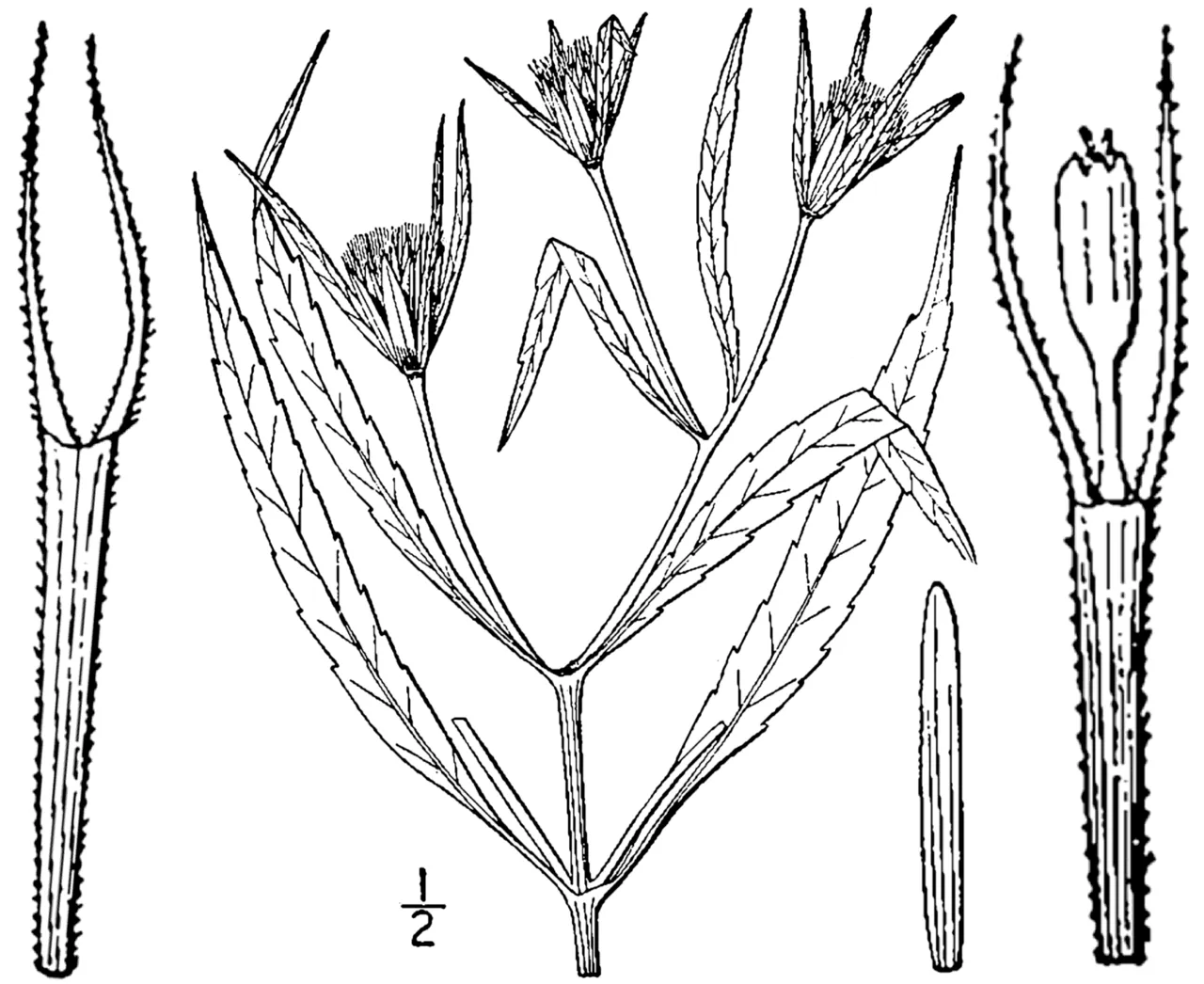 Delmarva Beggarticks — photo by Britton, N.L., and A. Brown. 1913. An illustrated flora of the northern Unite…