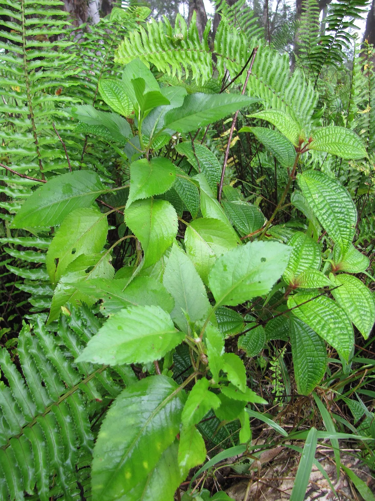 Bog Beggarticks — photo by Forest and Kim Starr