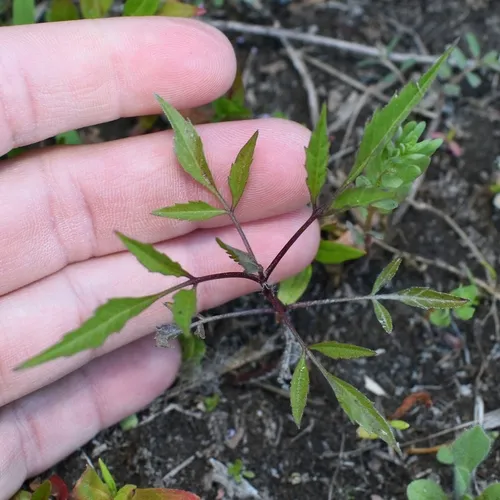 Devil's Beggartick