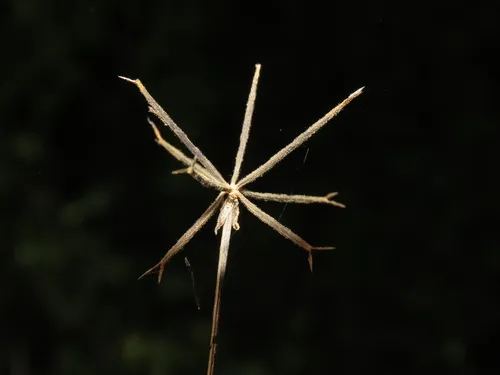 Fewflower Beggarticks — photo by Abraham Sánchez Romero