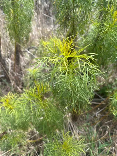 Mauna Loa Beggarticks (subsp. filiformis) — photo by akbirdher