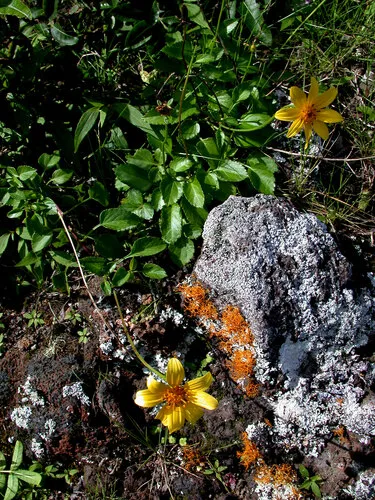 Molokai Beggarticks — photo by Kenneth R. Wood (NTBG)