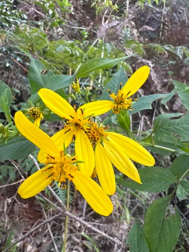 Manzanilla Trepador — photo by Parque Nacional da Serra do Cipó