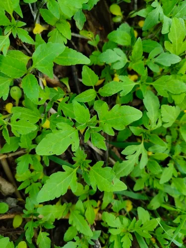 Threelobe Beggarticks