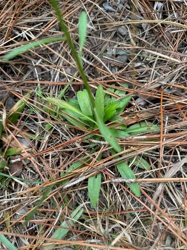 Pineland Rayless Goldenrod (subsp. australis) — photo by Janet Wright
