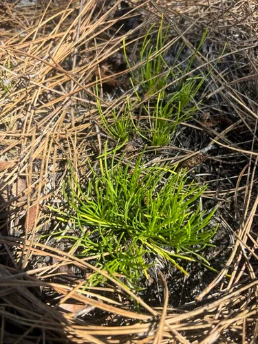 Nuttall's Rayless Goldenrod