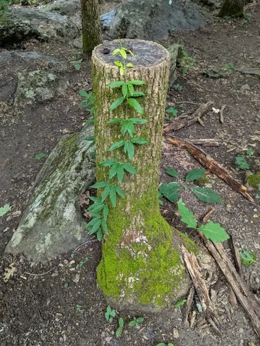 Crossvine