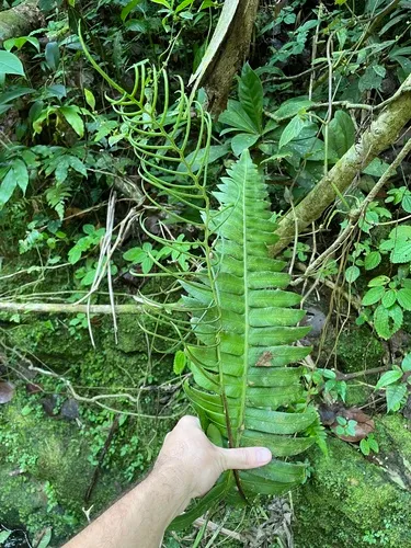 Ravine Midsorus Fern