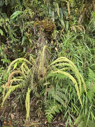 Fragile Midsorus Fern
