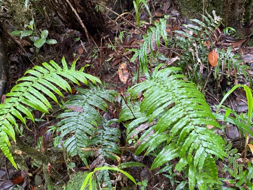 Rockbank Midsorus Fern