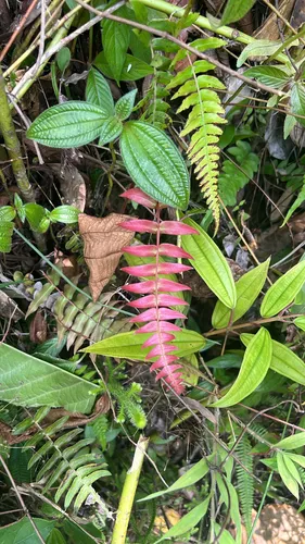 Hammock Fern