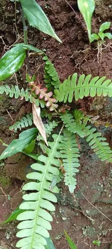 Narrowleaf Midsorus Fern — photo by Gustavo Henrique Vieira