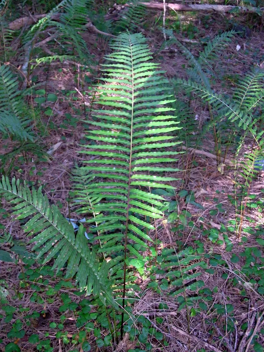 Toothed Midsorus Fern — photo by Poyt448 Peter Woodard