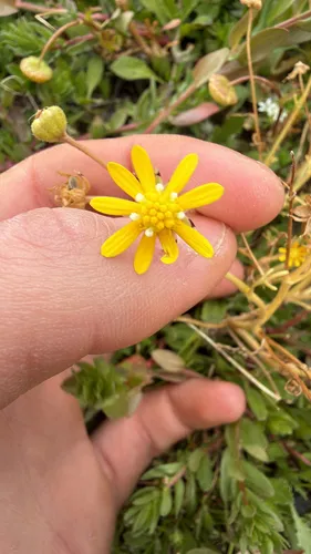 Common Stickyseed