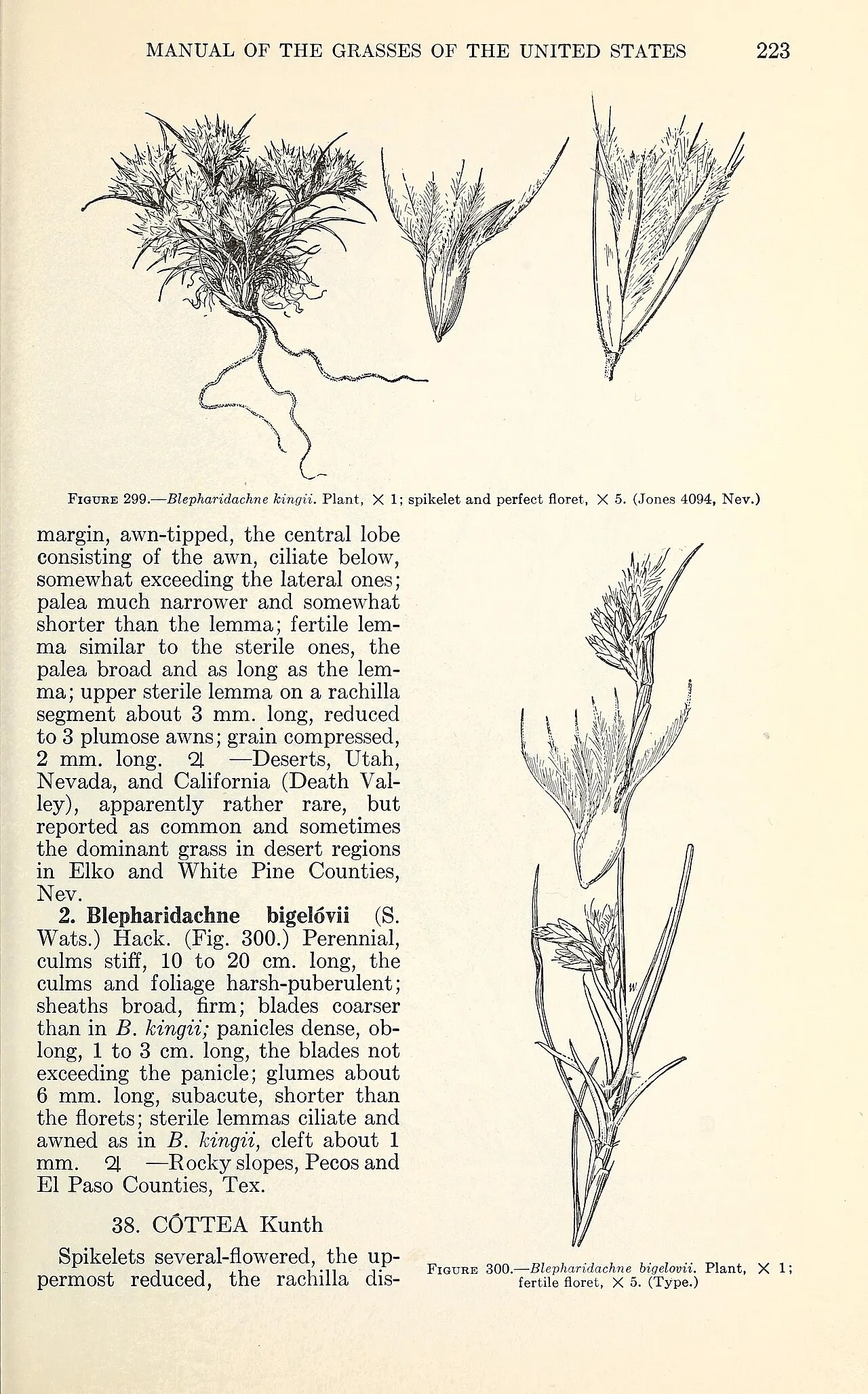Bigelow's Desertgrass