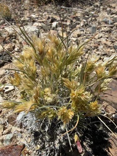 King's Eyelashgrass — photo by Michelle Skip Vasquez