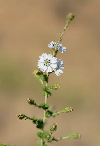 Big Tarweed