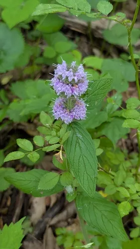 Downy Pagoda-plant