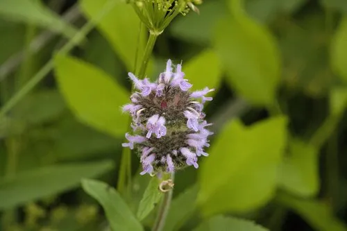 Hairy Pagoda-plant