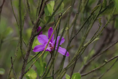 Flor De Pasmo