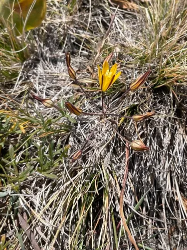 Dwarf Goldenstar