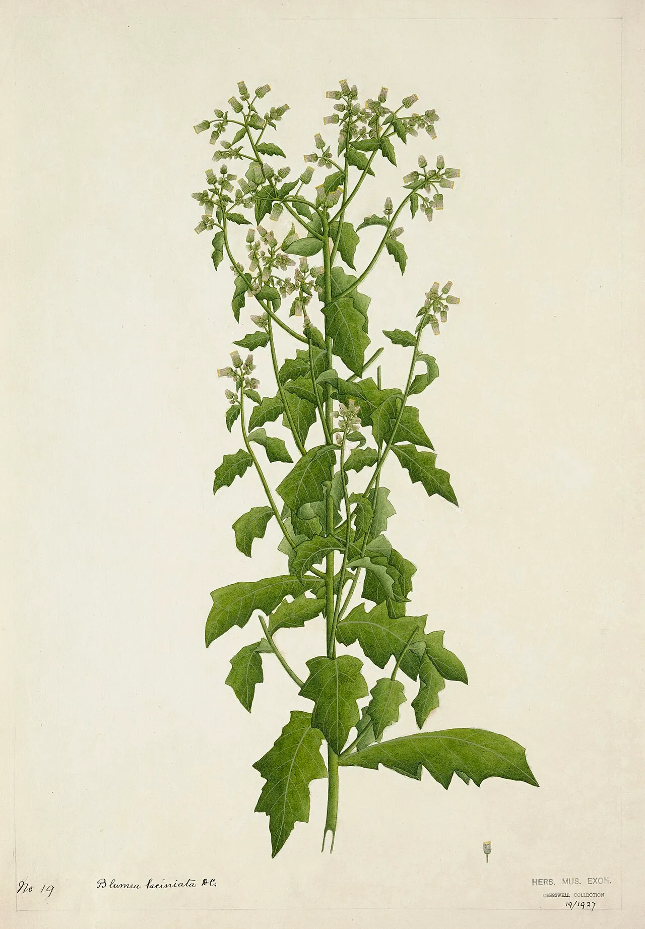 Cutleaf False Oxtongue