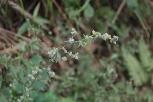 Sessileleaf False Oxtongue