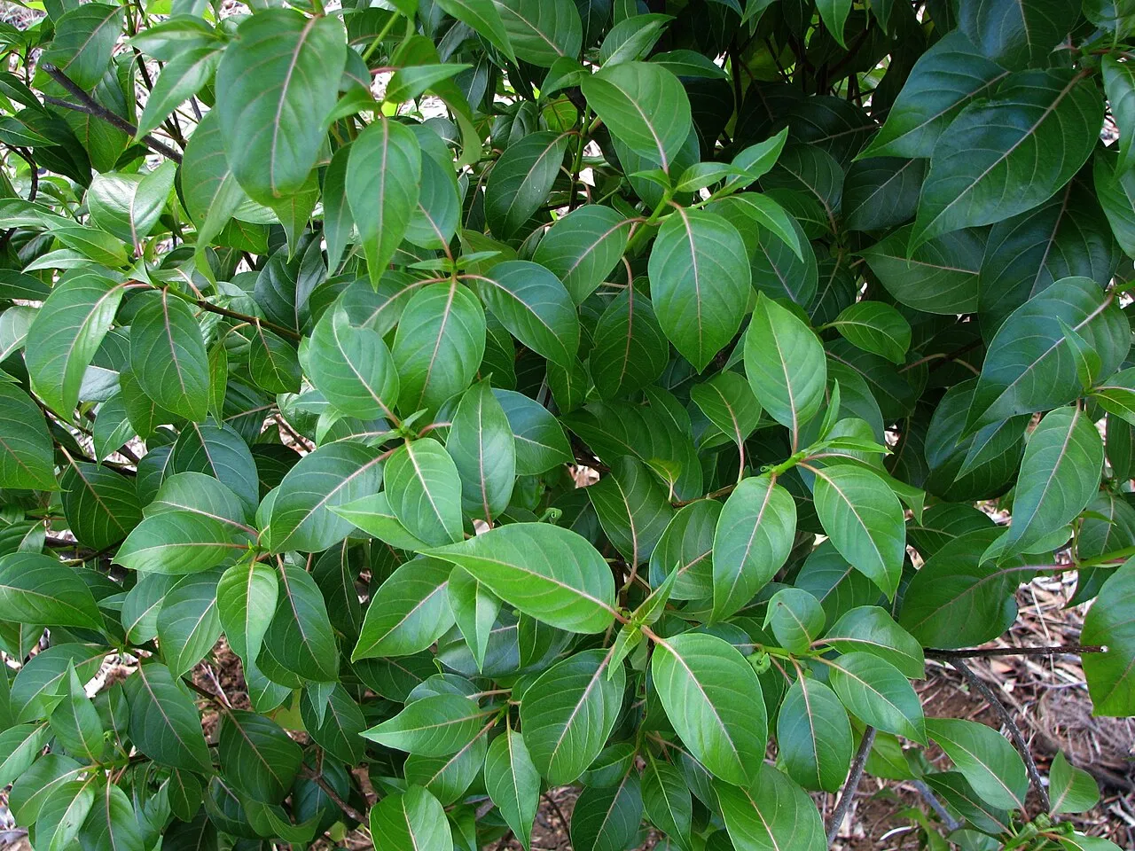 Hawai'i Dogweed