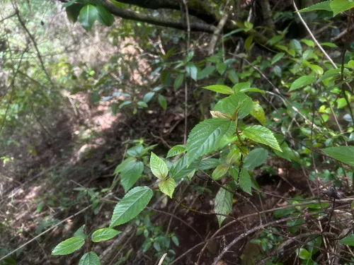 Hawai'i False Nettle
