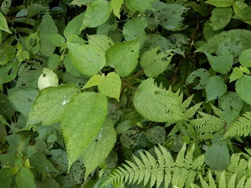 Chinese Grass