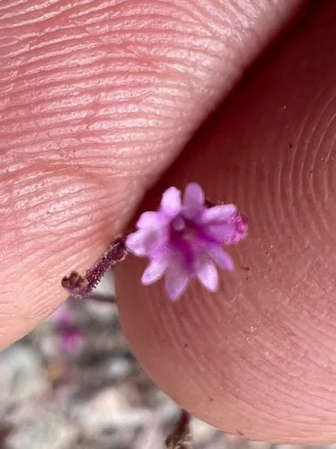 Purple Spiderling — photo by titus9