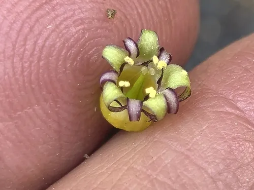 Sierra False Coolwort
