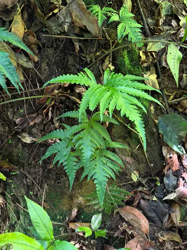Diamond Creepingfern — photo by Steve Maldonado Silvestrini