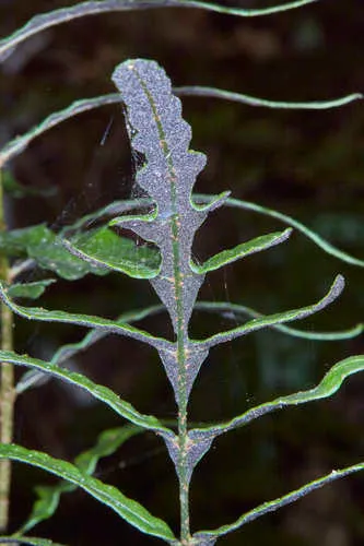 Puerto Rico Creepingfern