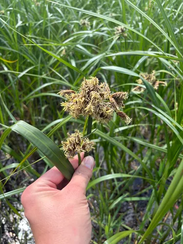 River Bulrush